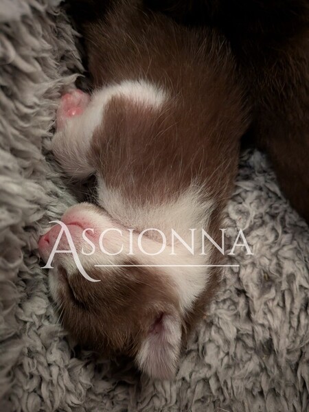 One of our litters