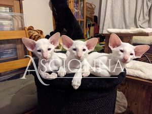 Penny's boys