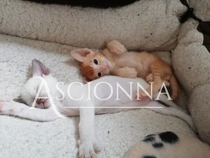One of our litters