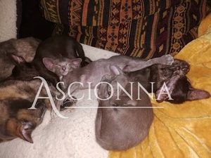 Our first litter