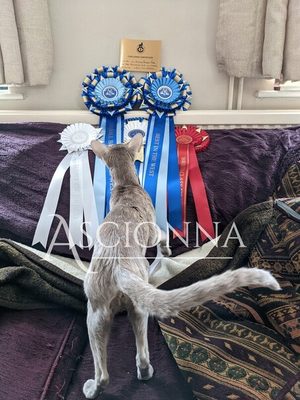 Penny's first show win